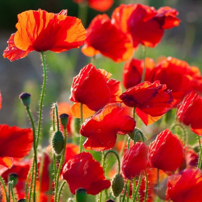 Poppy Common
