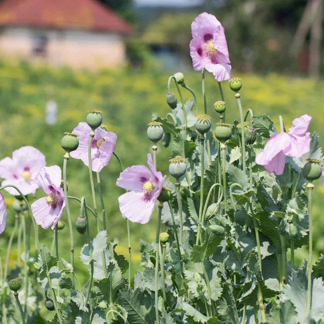 Poppy White Opium