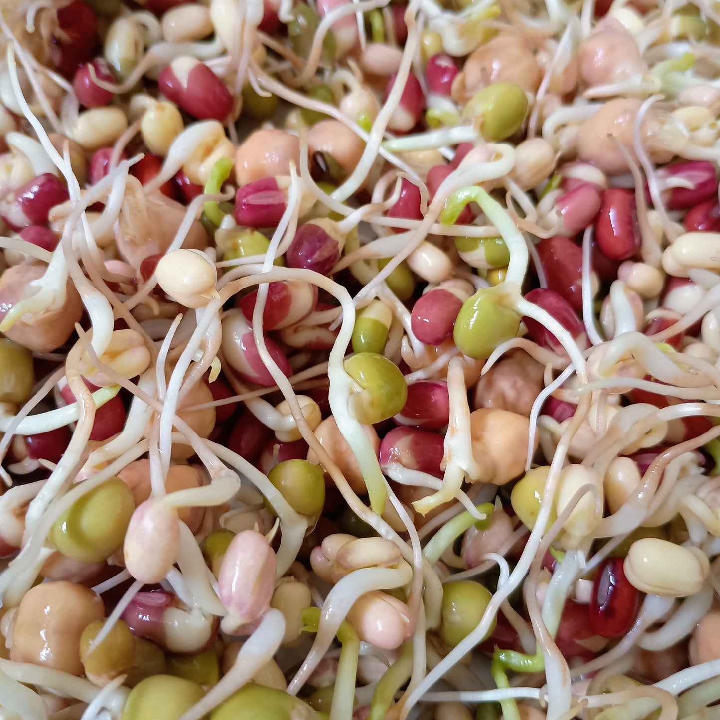 Organic Sprouting Seed: Protein Power Mix
