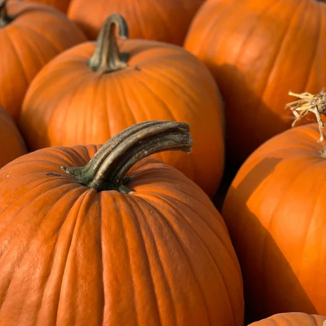 Pumpkin