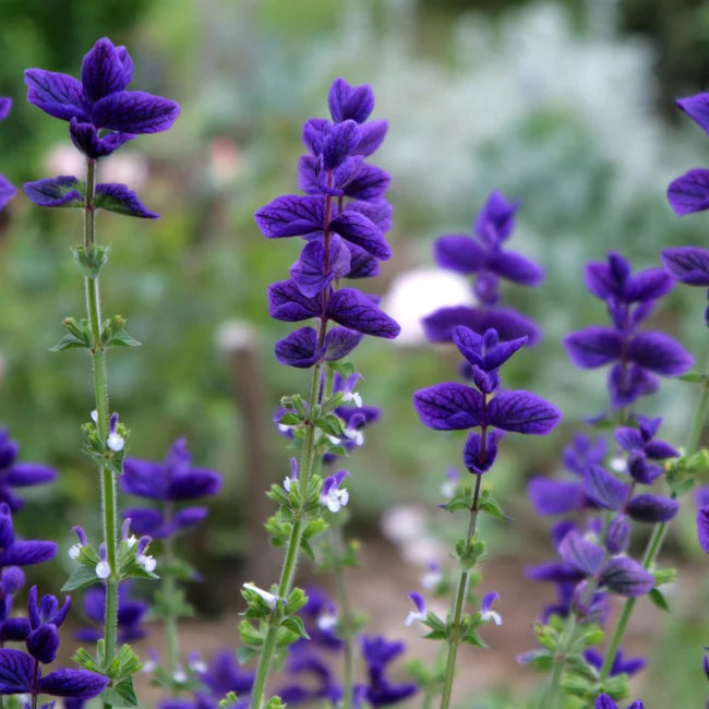 Purple Annual Sage Square