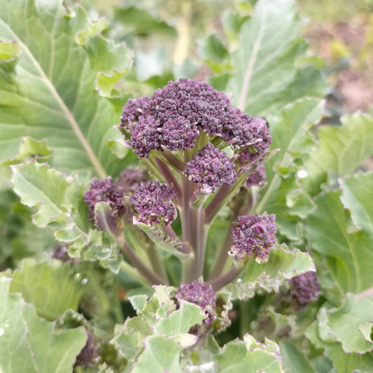 Broccoli: Early Purple Sprouting Conventional Seed