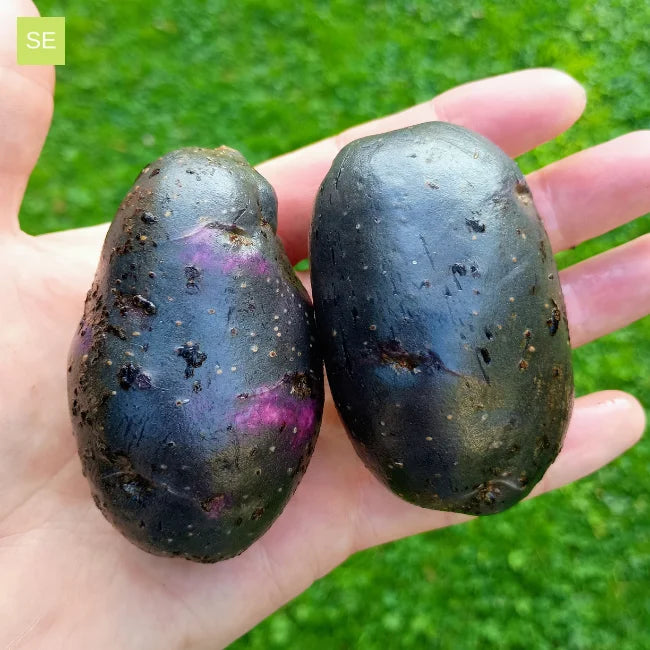 Lila Regensaatkartoffeln | Zweiter Früher