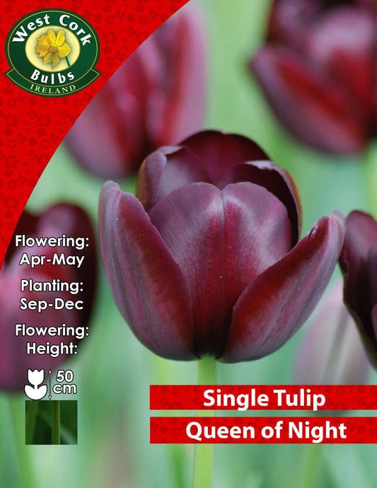 Queen of The Night Purple