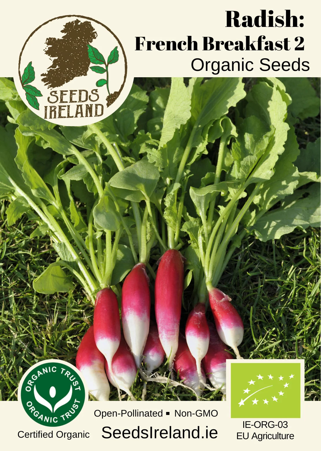 Radish: French Breakfast 2 Organic Seed