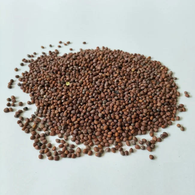 Radish Mix Seed
