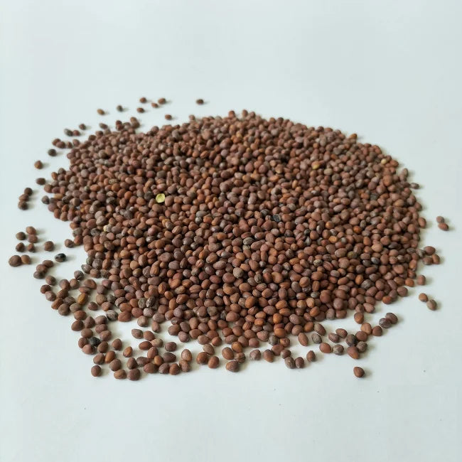 Radish Mixed Seed