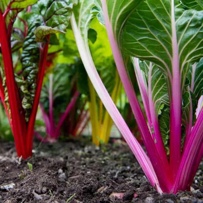 Rainbow Chard