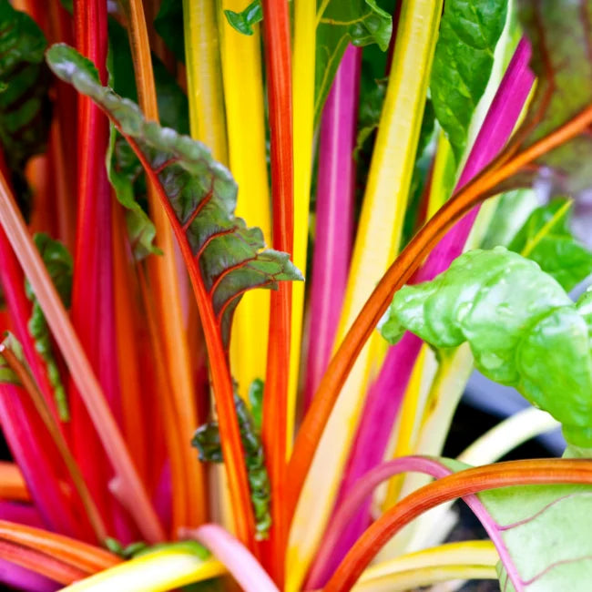 Rainbow Chard