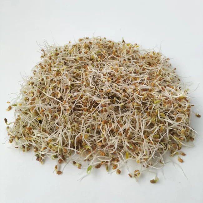 Red Clover Sprouts