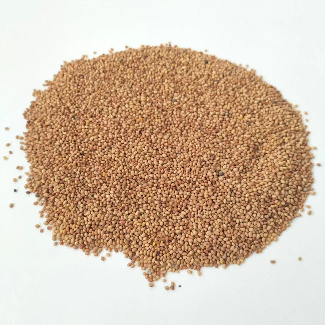 Red Clover Seeds