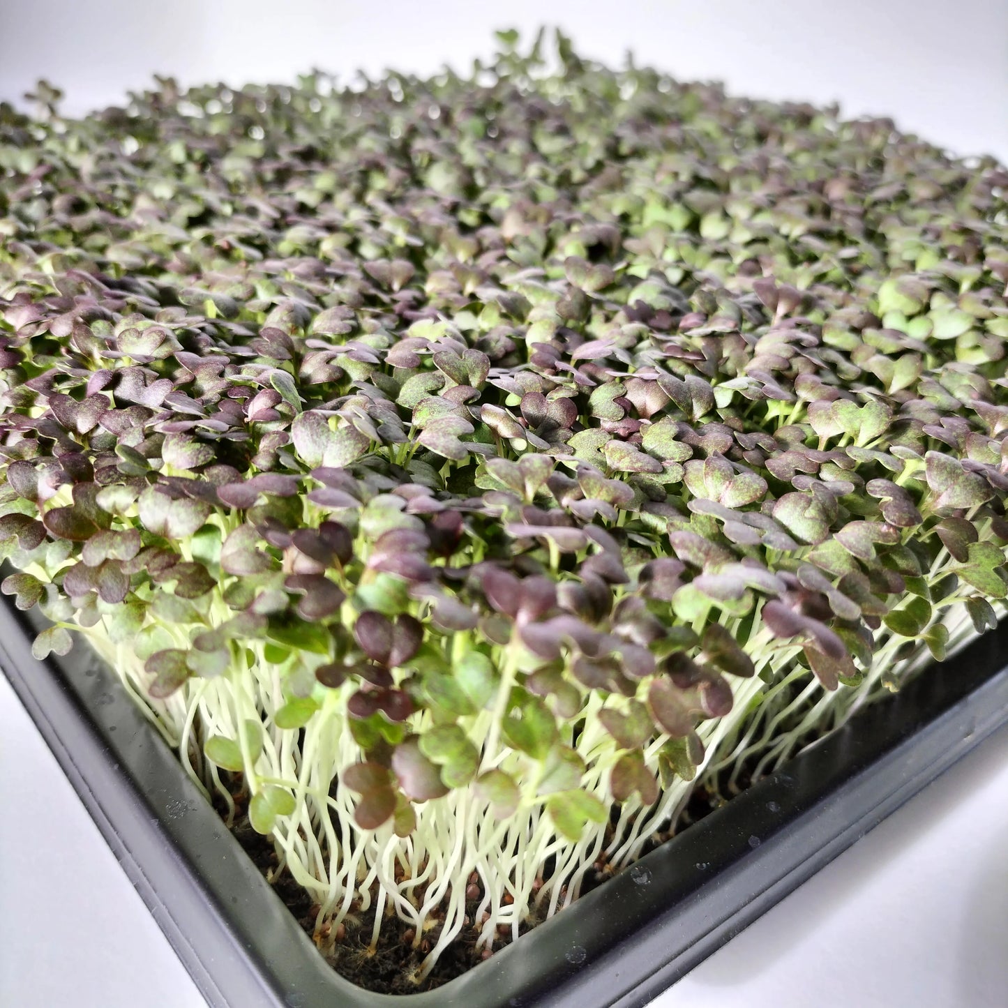 Red Mizuna Microgreens