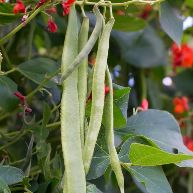 Runner Bean Lady Di