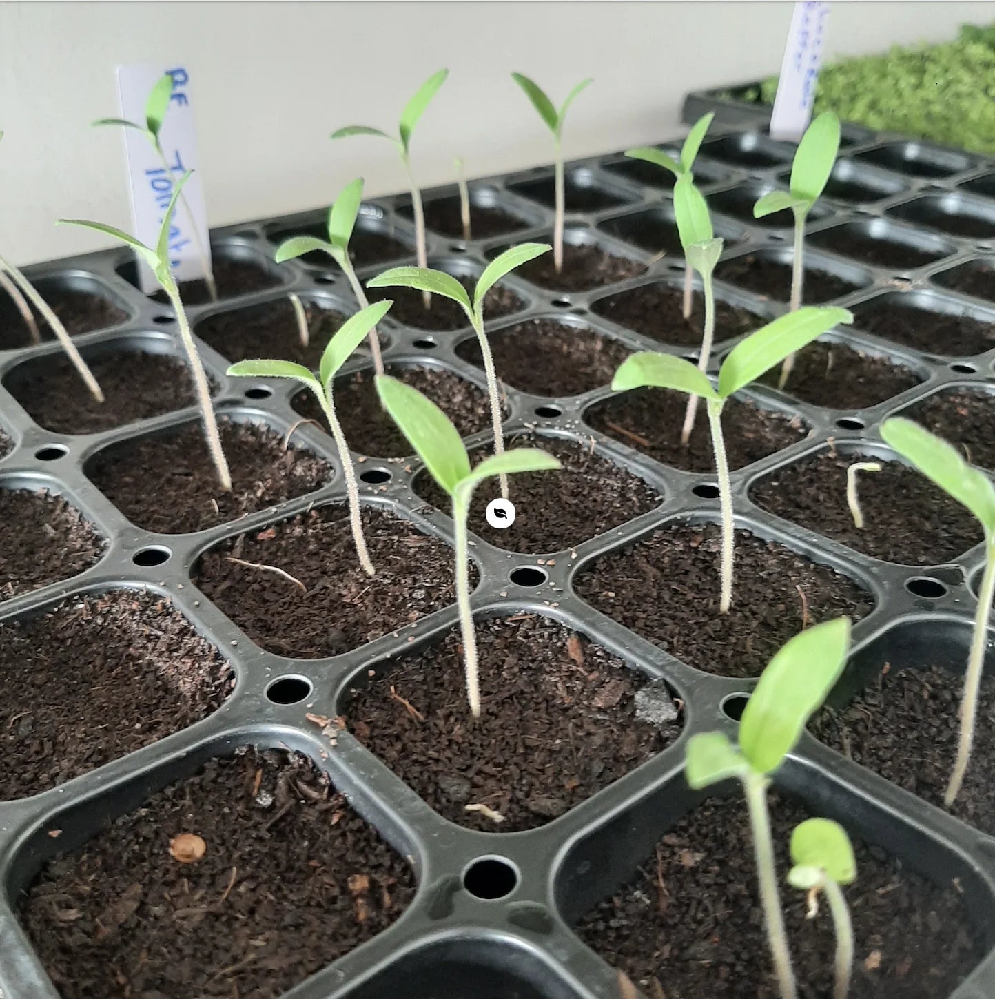 Propagation set with seedling