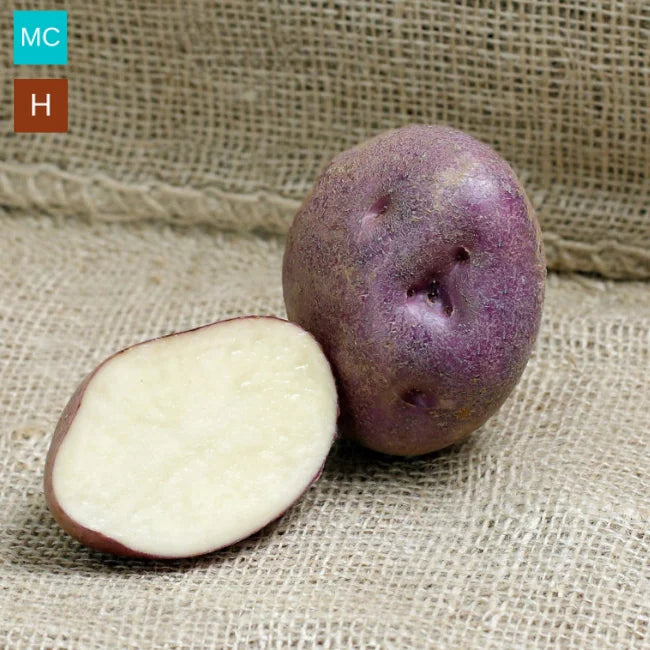 Seed Potato Arran Victory