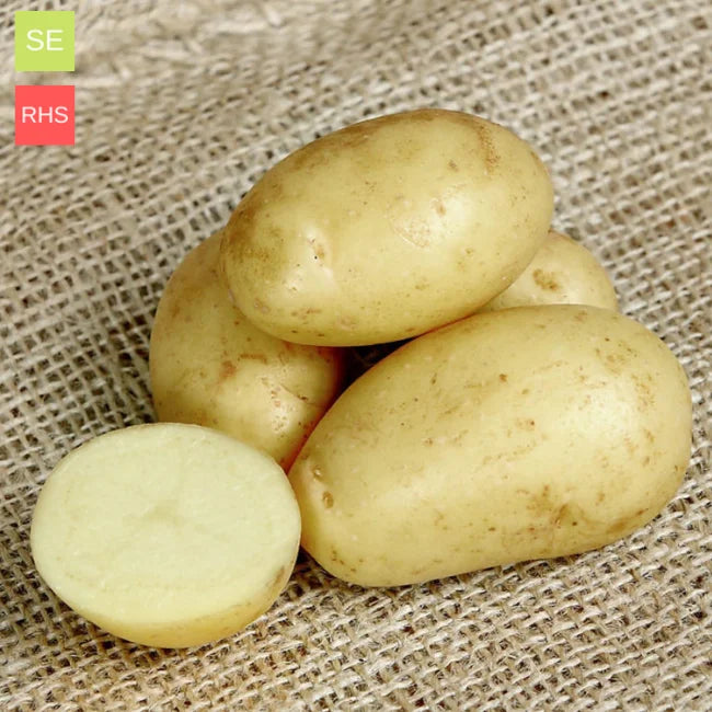 Jersey seed hot sale potatoes