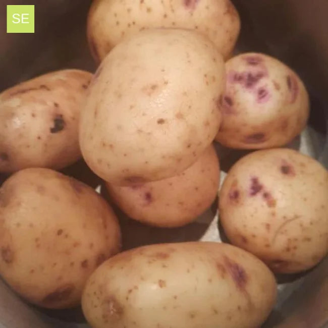 Seed Potato Irish Gold