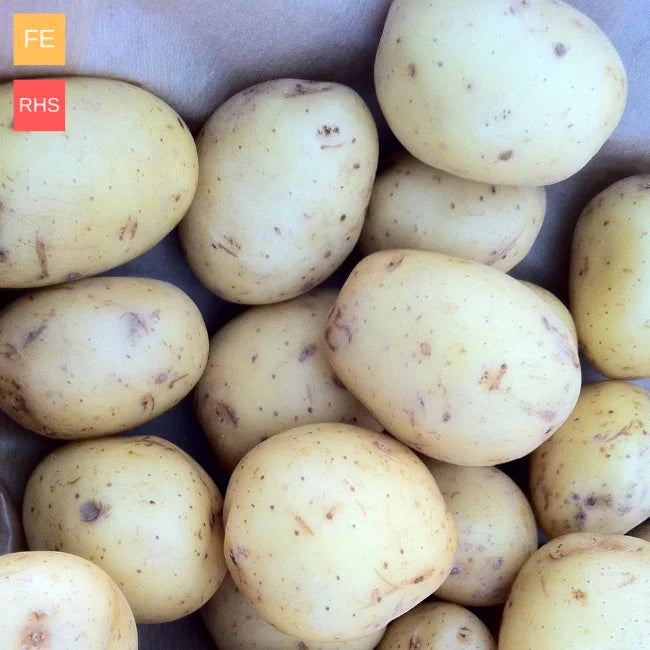 Maris Bard Seed Potatoes First Early Seeds Ireland