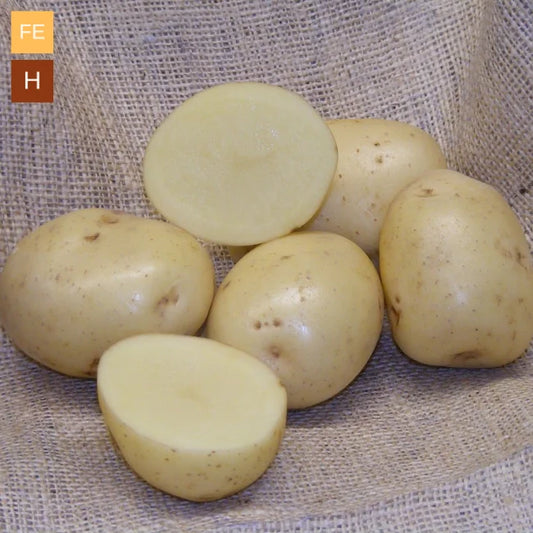 Seed Potato Sharpes Express