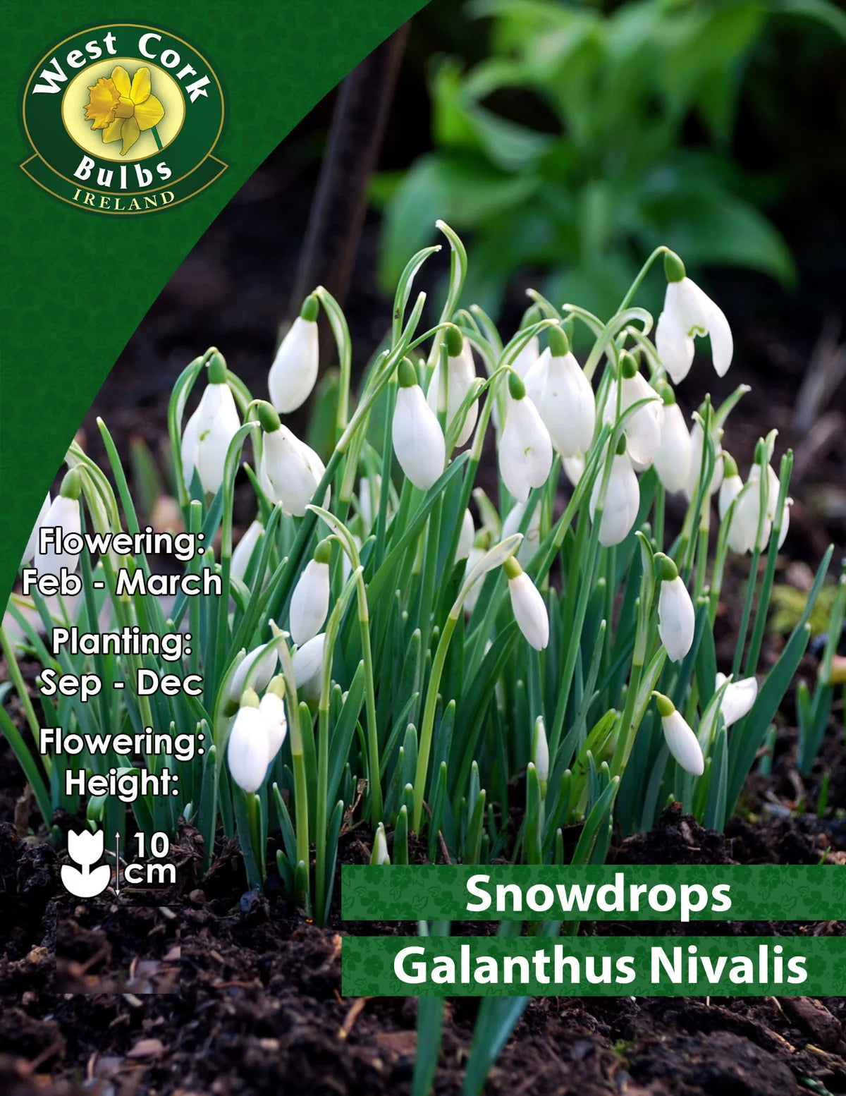 White Snowdrop Bulbs Ireland Small Or Bulk Packs Seeds Ireland