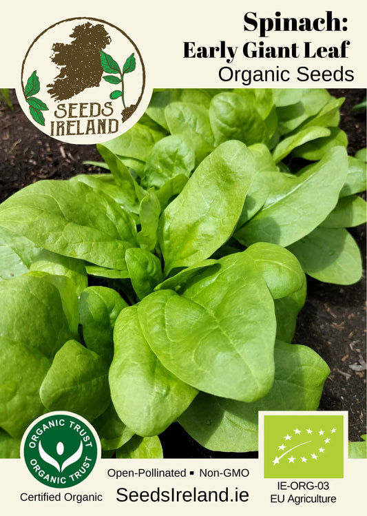 Spinach: Early Giant Leaf Organic Seed
