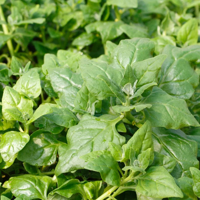 New Zealand Spinach Seeds Ireland Organic Vegetable Seed