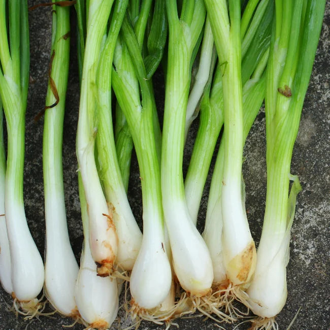 Spring Onion White Lisbon