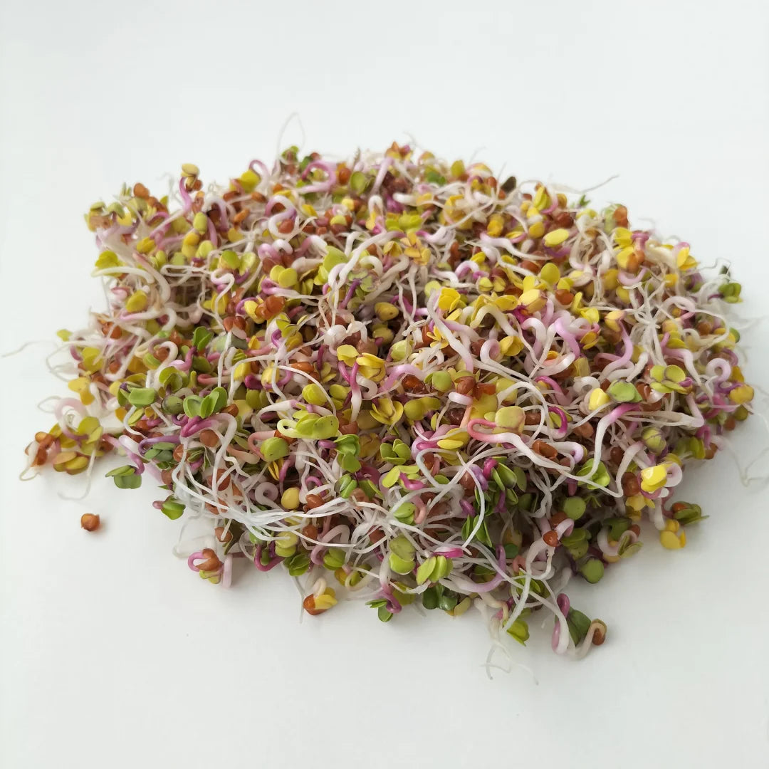 china rose radish sprouting seeds Organic China Rose Radish Sprouting Seed – Seeds Ireland