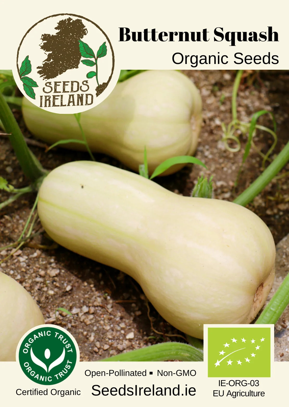 Squash: Butternut Squash Organic Seed