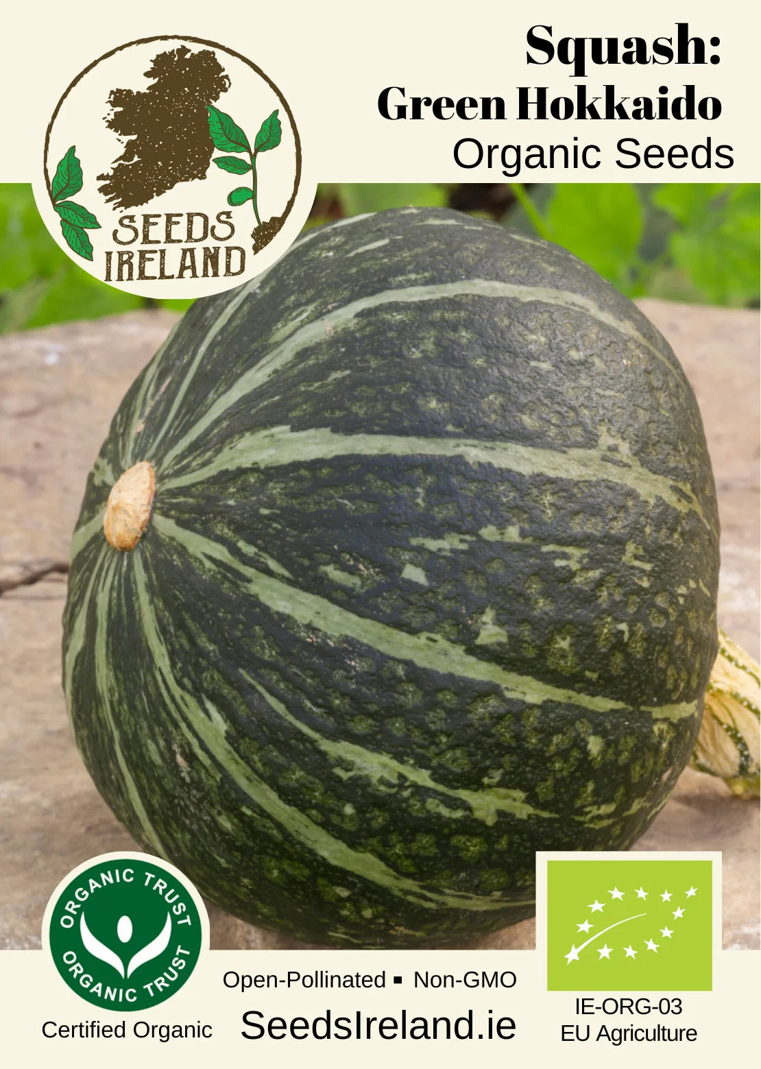 Squash: Green Hokkaido Organic Seed