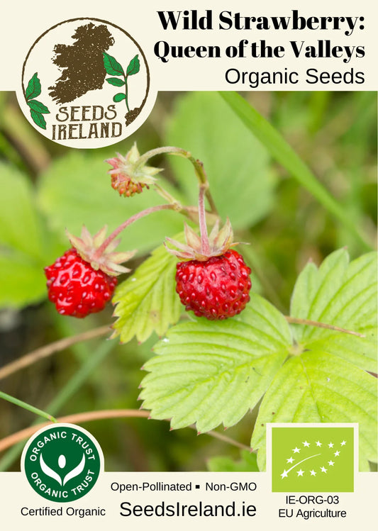 Wild Strawberry: Queen Of The Valleys Organic Seed