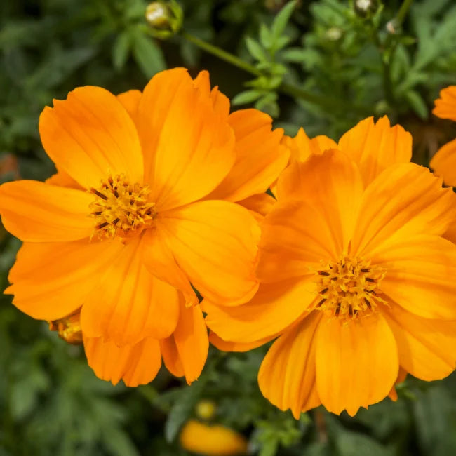 Sulphur Cosmos
