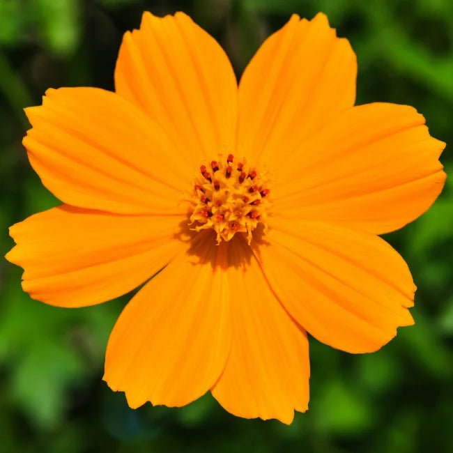 Sulphur Cosmos