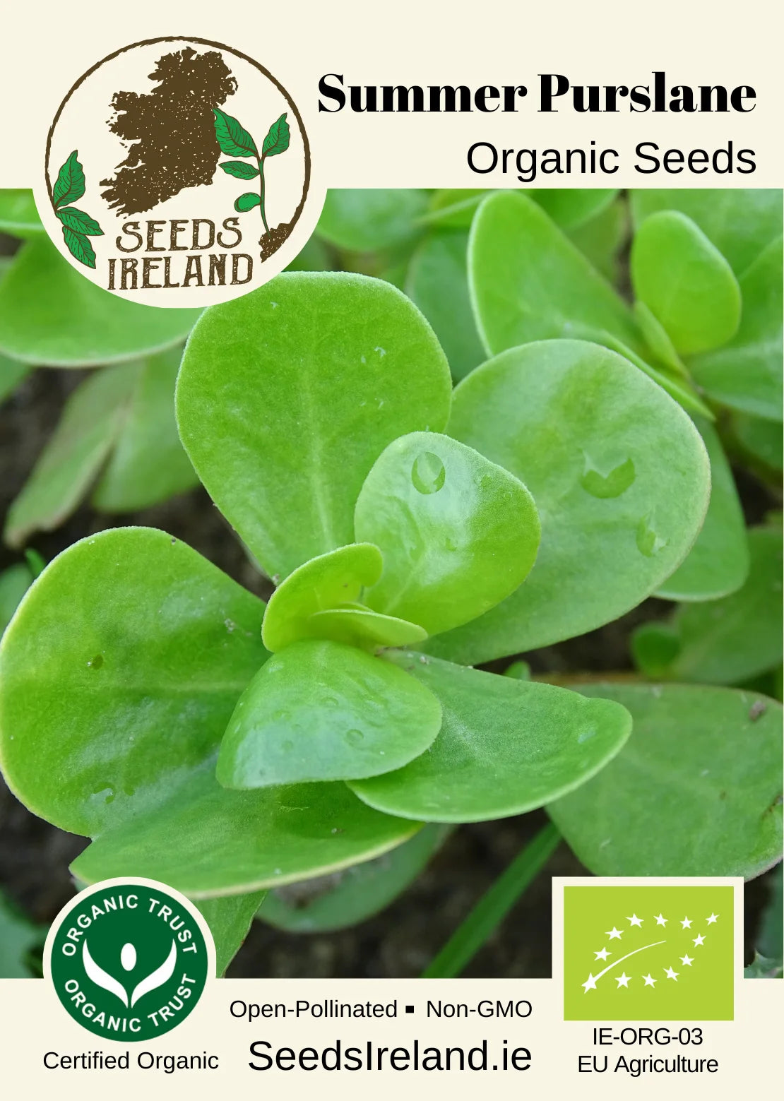 Summer Purslane Organic Seed
