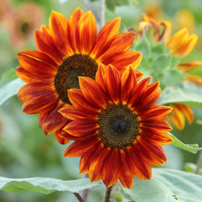 Sunflower Medium Red