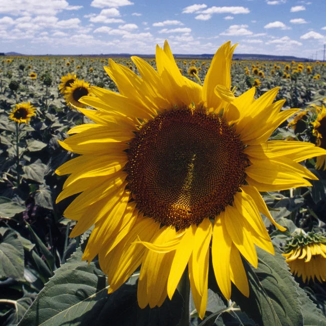Sunflower Giant Yellow