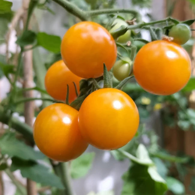 Sungold Select