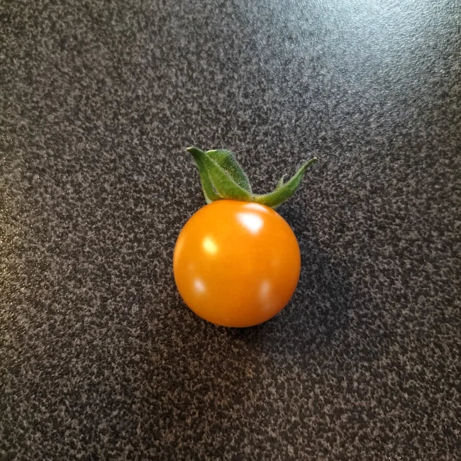Sungold Select Single