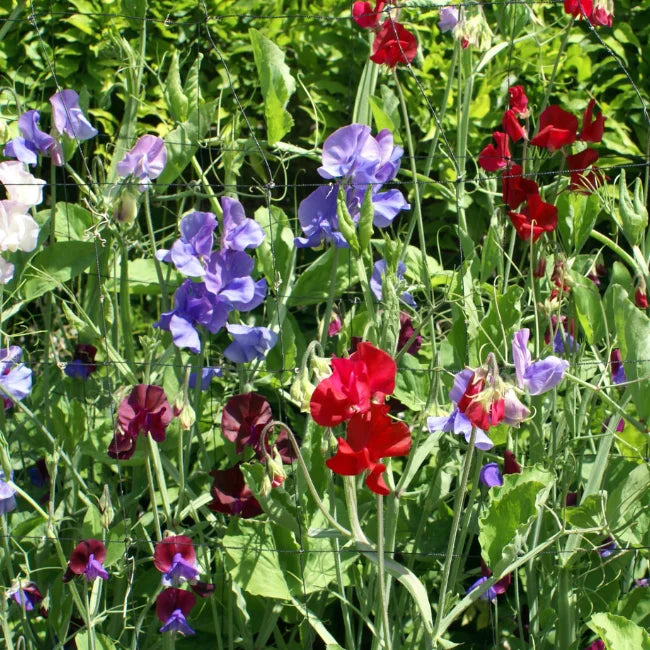 Sweet Pea Common