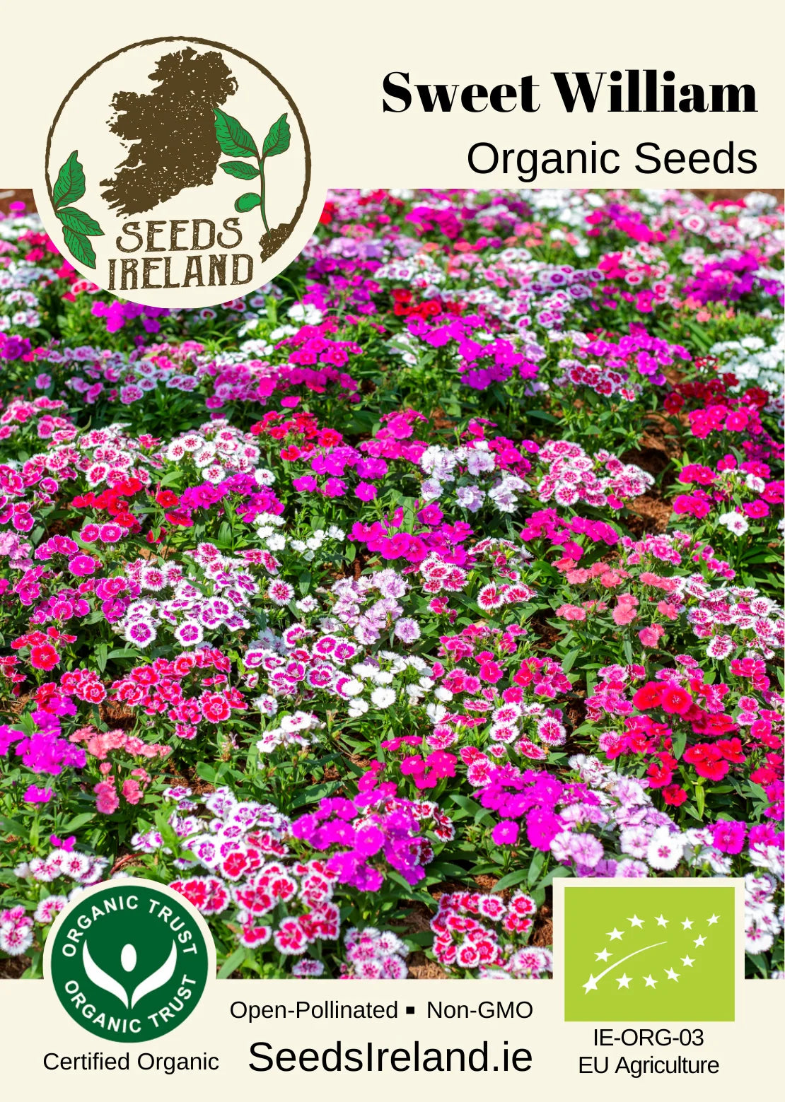 Sweet William Organic Seed
