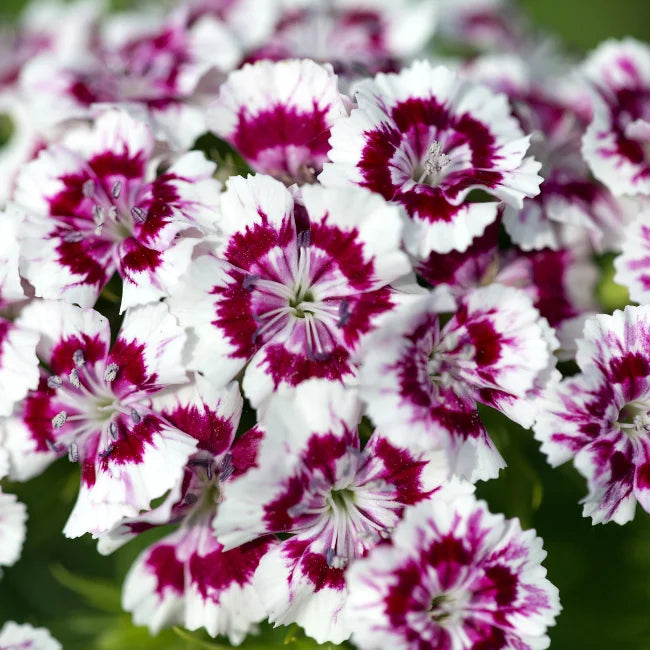 Sweet William