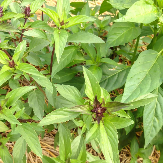 Organic Thai Basil Seeds Ireland Anise Liquorice Basil Garden Seed