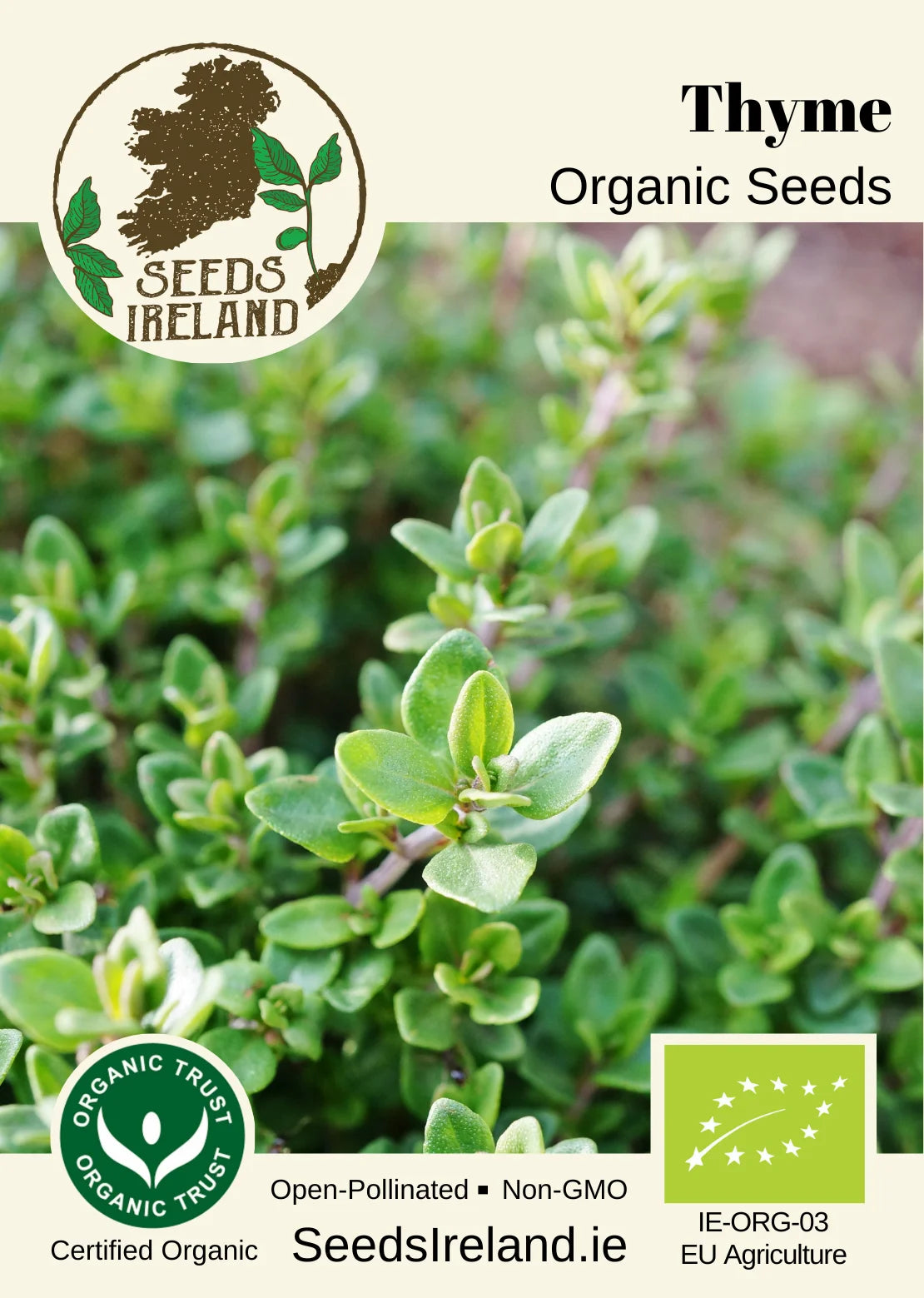Thyme Organic Seed