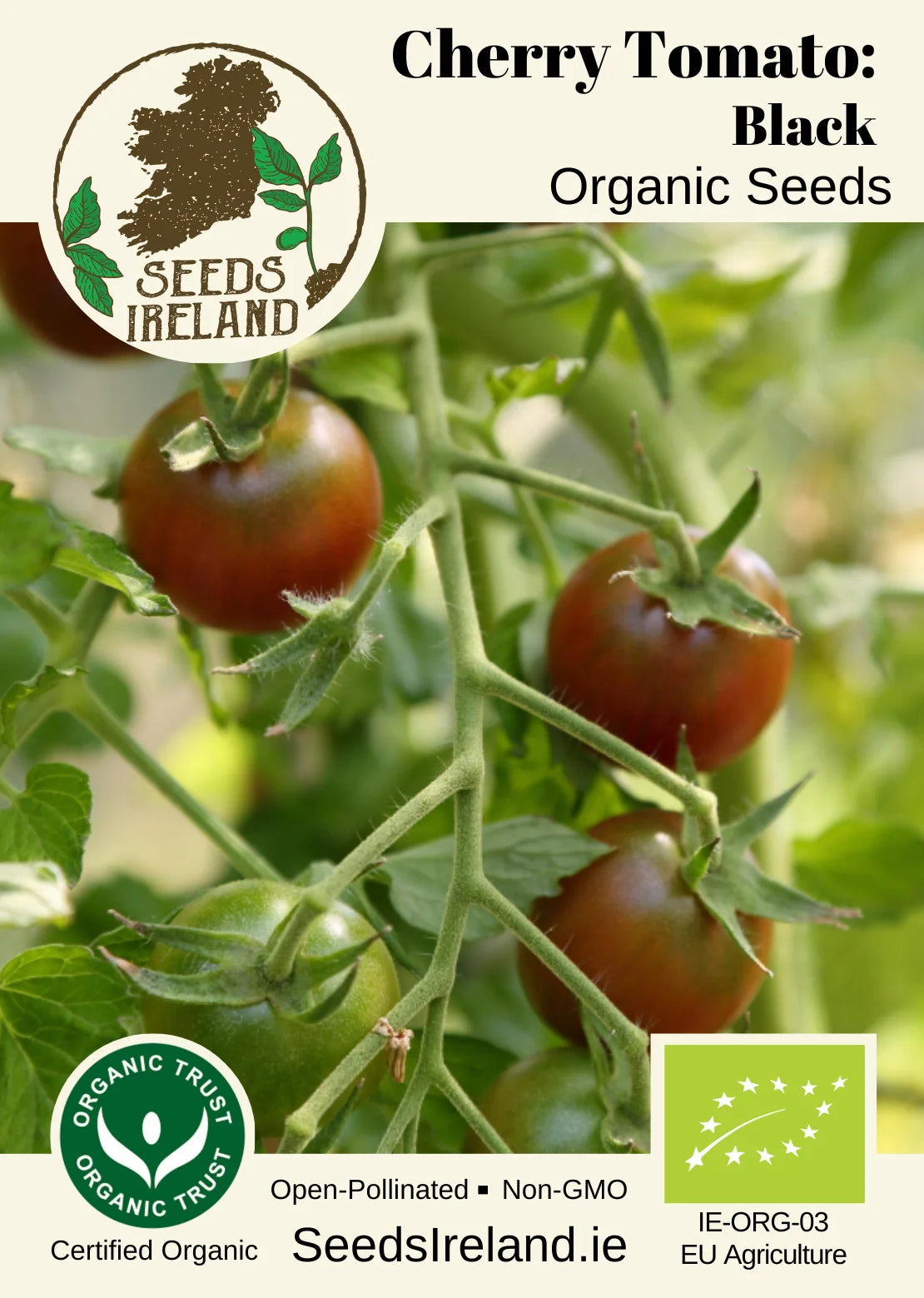 Cherry Tomato: Black Cherry Organic Seed