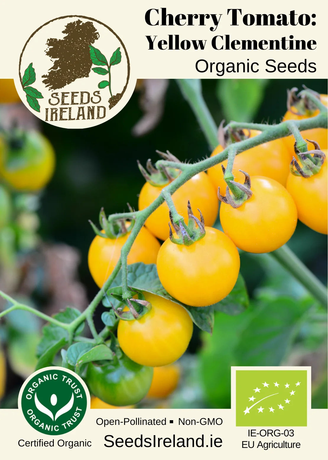 Cherry Tomato: Yellow Clementine Organic Seed