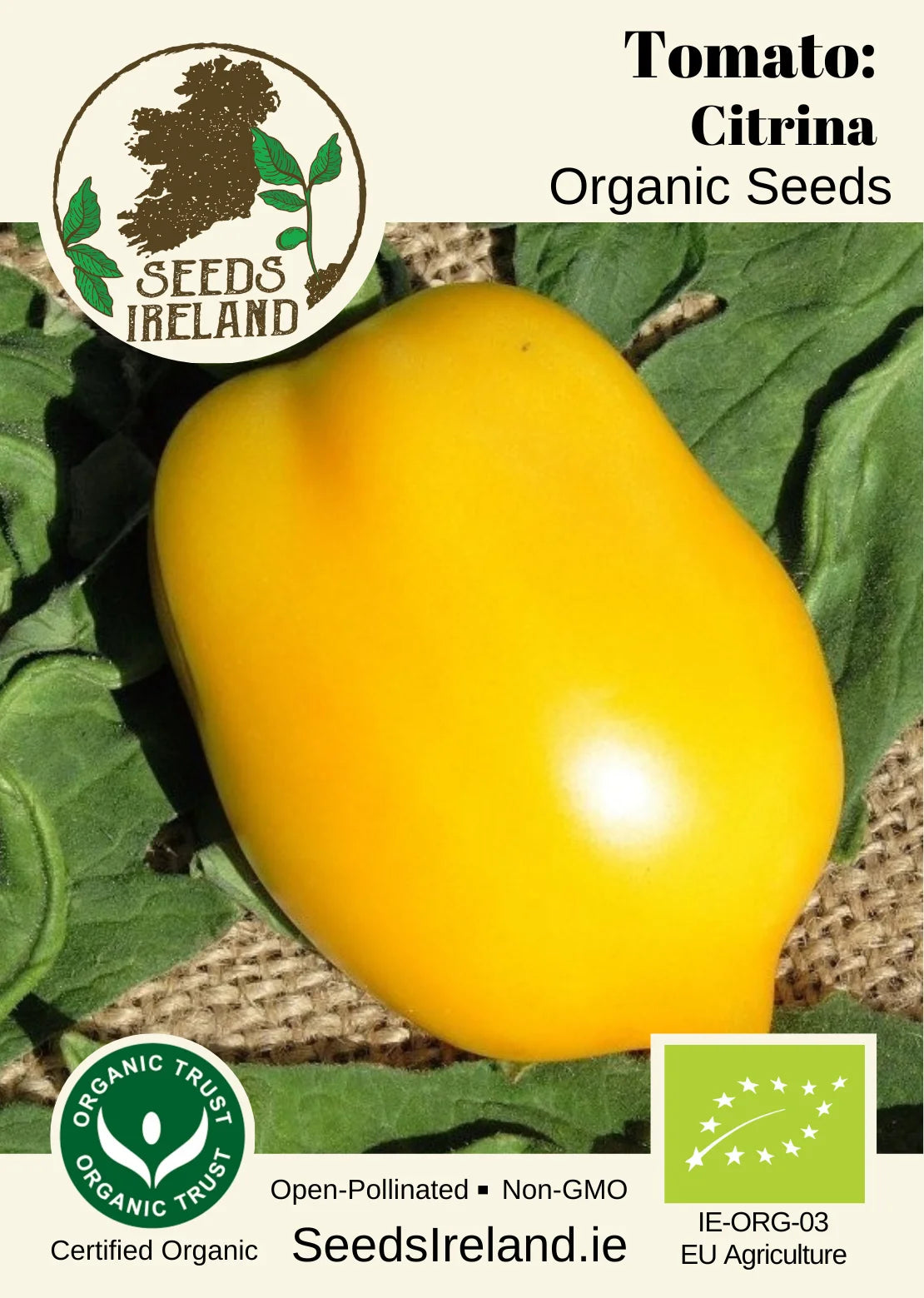 Tomato: Citrina Organic Seed
