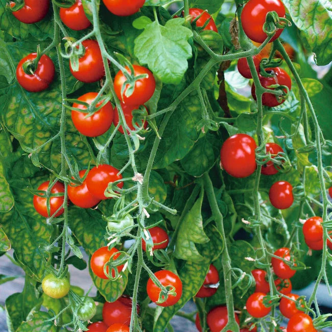 Gardeners Delight Cherry Tomato Seeds Ireland | Organic Vegetable Seed