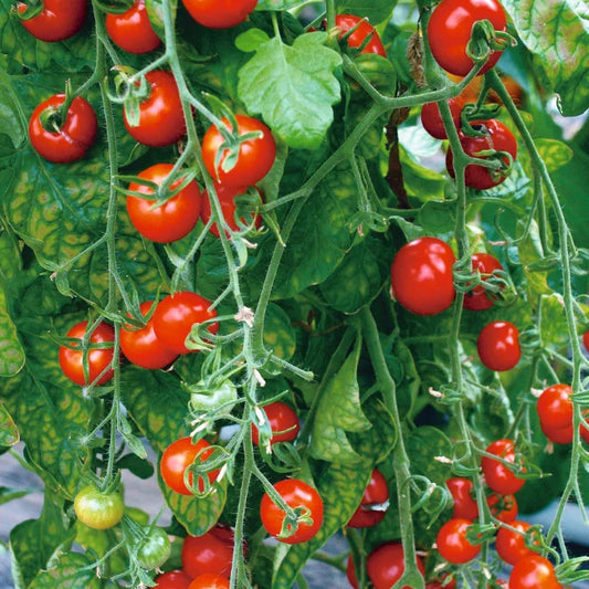 Cherry Tomato: Gardener’s Delight Organic Seed