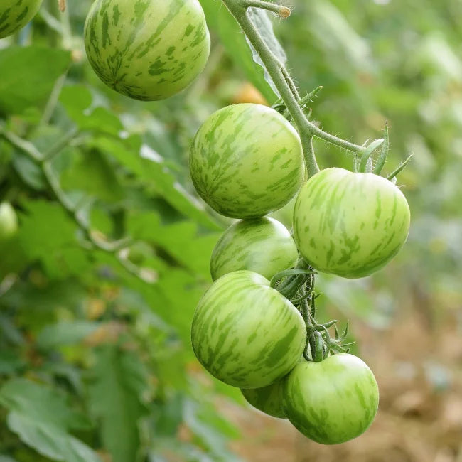 Tomato Green Zebra