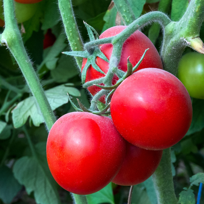 Moneymaker Heirloom Tomato Seeds Ireland